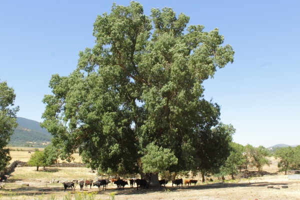 Los árboles más altos de Castilla y León están en El Espinar