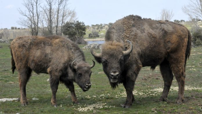 bisontes